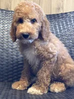 Pixie, a female Goldendoodle for sale in Campobello, SC – 4 of 4