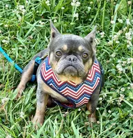 Coco, a female French Bulldog for sale in Campobello, SC – Photo 3 of 3