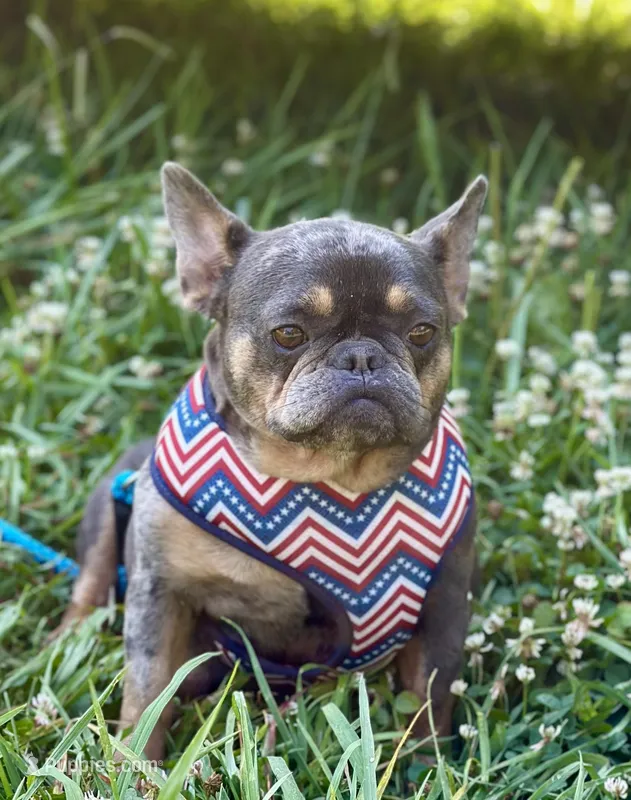 Coco, a female French Bulldog for sale in Campobello, SC – Photo 1 of 3