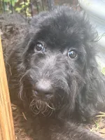 Dancer, a female Bernedoodle for sale in Campobello, SC – 2 of 2