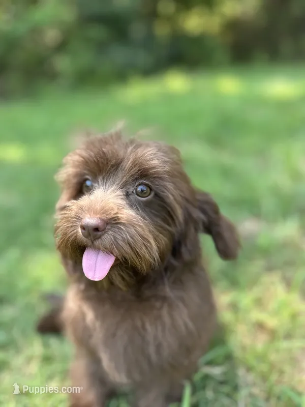 Waffles – Cavalier King Charles Spaniel, Poodle - Miniature  puppy for sale in Campobello, SC