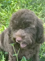 Chip, a male Cavalier King Charles Spaniel and Poodle - Miniature  for sale in Campobello, SC – 7 of 7