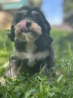 Chewy, a male Cavalier King Charles Spaniel and Poodle - Miniature  for sale in Campobello, SC – 2 of 4