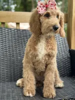 Sallie, a female Goldendoodle for sale in Campobello, SC – 2 of 7