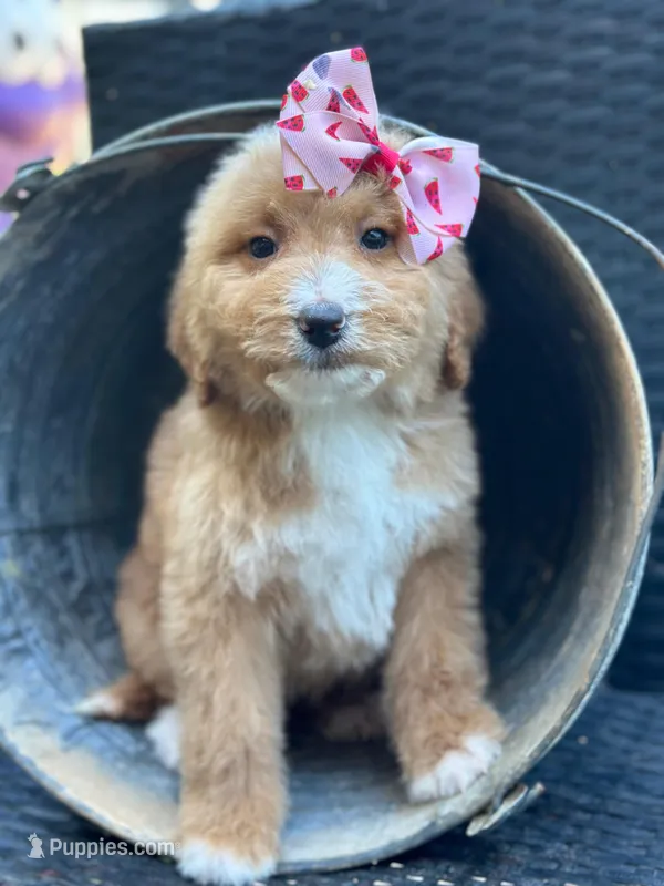Daisy – Bernedoodle puppy for sale in Campobello, SC