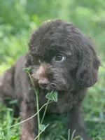 Chip, a male Cavalier King Charles Spaniel and Poodle - Miniature  for sale in Campobello, SC – 4 of 7