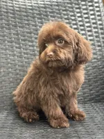 Shawn, a male Cavalier King Charles Spaniel and Poodle - Toy  for sale in Campobello, SC – 3 of 5