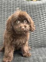 Taylor, a female Cavalier King Charles Spaniel and Poodle - Toy  for sale in Campobello, SC – 4 of 6