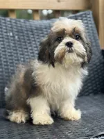 Trinket, a female Cavalier King Charles Spaniel and Shih Tzu for sale in Campobello, SC – 5 of 6