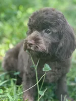 Chip, a male Cavalier King Charles Spaniel and Poodle - Miniature  for sale in Campobello, SC – 6 of 7