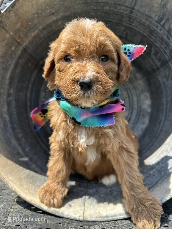 Sammy – Bernedoodle puppy for sale in Campobello, SC