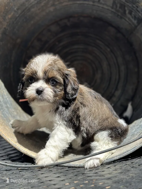 Dolly, a female Cavalier King Charles Spaniel and Shih Tzu for sale in Campobello, SC – 1 of 4