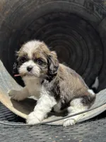 Dolly, a female Cavalier King Charles Spaniel and Shih Tzu for sale in Campobello, SC – 1 of 4
