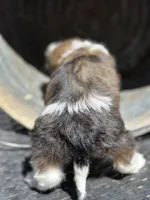 Dolly, a female Cavalier King Charles Spaniel and Shih Tzu for sale in Campobello, SC – 2 of 4