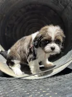 Dolly, a female Cavalier King Charles Spaniel and Shih Tzu for sale in Campobello, SC – 3 of 4
