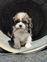 Dolly, a female Cavalier King Charles Spaniel and Shih Tzu for sale in Campobello, SC – 4 of 4