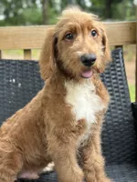 Rex, a male Goldendoodle for sale in Campobello, SC – 5 of 7