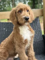 Rex, a male Goldendoodle for sale in Campobello, SC – 7 of 7