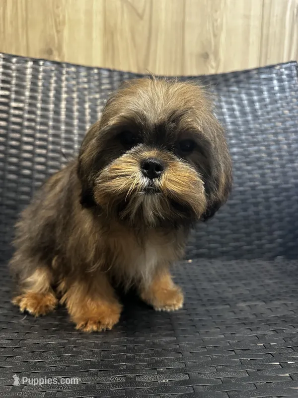 Tucker  – Cavalier King Charles Spaniel, Shih Tzu puppy for sale in Campobello, SC