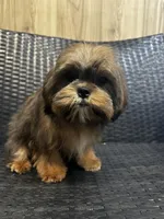 Tucker , a male Cavalier King Charles Spaniel and Shih Tzu for sale in Campobello, SC – 1 of 1