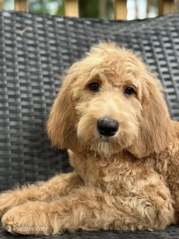 Trinket – Goldendoodle puppy for sale in Campobello, SC