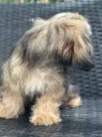 Truffle, a male Cavalier King Charles Spaniel and Shih Tzu for sale in Campobello, SC – 6 of 6