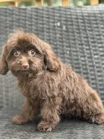 Taylor, a female Cavalier King Charles Spaniel and Poodle - Toy  for sale in Campobello, SC – 6 of 6