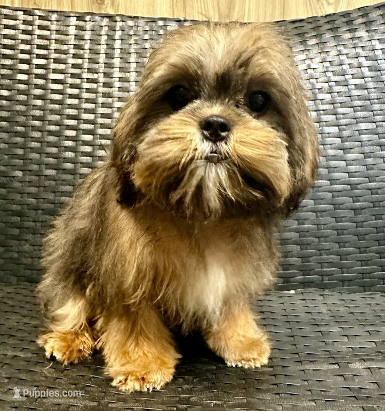 Tippy – Cavalier King Charles Spaniel, Shih Tzu puppy for sale in Campobello, SC