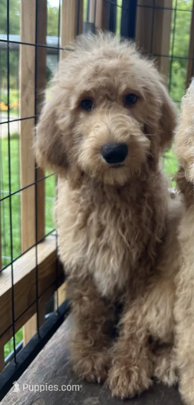 Chuck – Goldendoodle puppy for sale in Campobello, SC