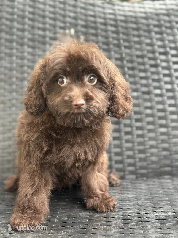Taylor – Cavalier King Charles Spaniel, Poodle - Toy  puppy for sale in Campobello, SC