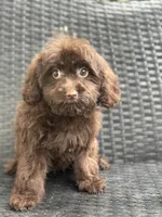 Taylor, a female Cavalier King Charles Spaniel and Poodle - Toy  for sale in Campobello, SC – 1 of 6