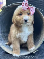 Daisy, a female Bernedoodle for sale in Campobello, SC – 2 of 6