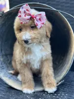 Daisy, a female Bernedoodle for sale in Campobello, SC – 3 of 6