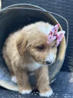 Daisy, a female Bernedoodle for sale in Campobello, SC – 4 of 6