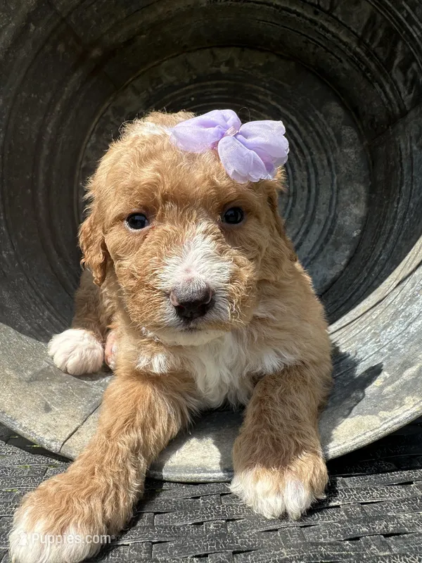 Daisy – Bernedoodle puppy for sale in Campobello, SC