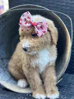 Daisy, a female Bernedoodle for sale in Campobello, SC – 6 of 6