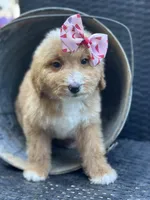 Daisy, a female Bernedoodle for sale in Campobello, SC – 5 of 6
