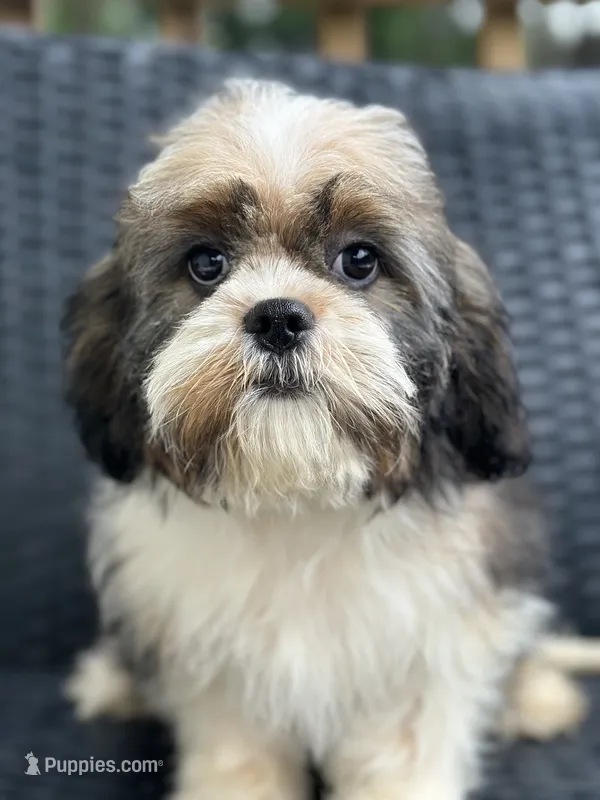 Trinket – Cavalier King Charles Spaniel, Shih Tzu puppy for sale in Campobello, SC