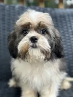 Trinket, a female Cavalier King Charles Spaniel and Shih Tzu for sale in Campobello, SC – 1 of 6