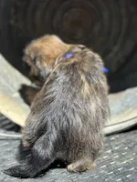 Tanner, a female Cavalier King Charles Spaniel and Shih Tzu for sale in Campobello, SC – 3 of 4