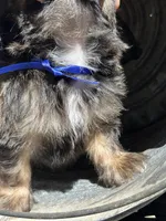Tanner, a female Cavalier King Charles Spaniel and Shih Tzu for sale in Campobello, SC – 4 of 4