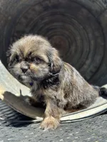 Tanner, a female Cavalier King Charles Spaniel and Shih Tzu for sale in Campobello, SC – 2 of 4