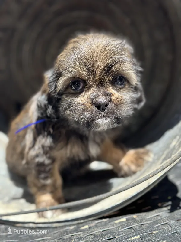 Tanner, a female Cavalier King Charles Spaniel and Shih Tzu for sale in Campobello, SC – 1 of 4