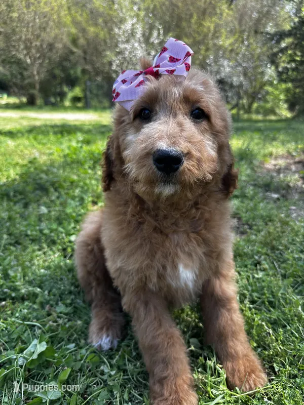 Lacey – Goldendoodle puppy for sale in Campobello, SC