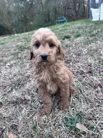 Lacey, a female Goldendoodle for sale in Campobello, SC – Photo 5 of 5