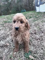 Lacey, a female Goldendoodle for sale in Campobello, SC – Photo 1 of 5