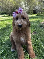 Lacey, a female Goldendoodle for sale in Campobello, SC – Photo 4 of 5