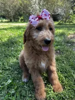 Lacey, a female Goldendoodle for sale in Campobello, SC – Photo 3 of 5