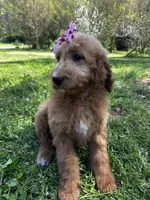 Lacey, a female Goldendoodle for sale in Campobello, SC – Photo 5 of 5