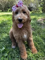 Lacey, a female Goldendoodle for sale in Campobello, SC – Photo 2 of 5